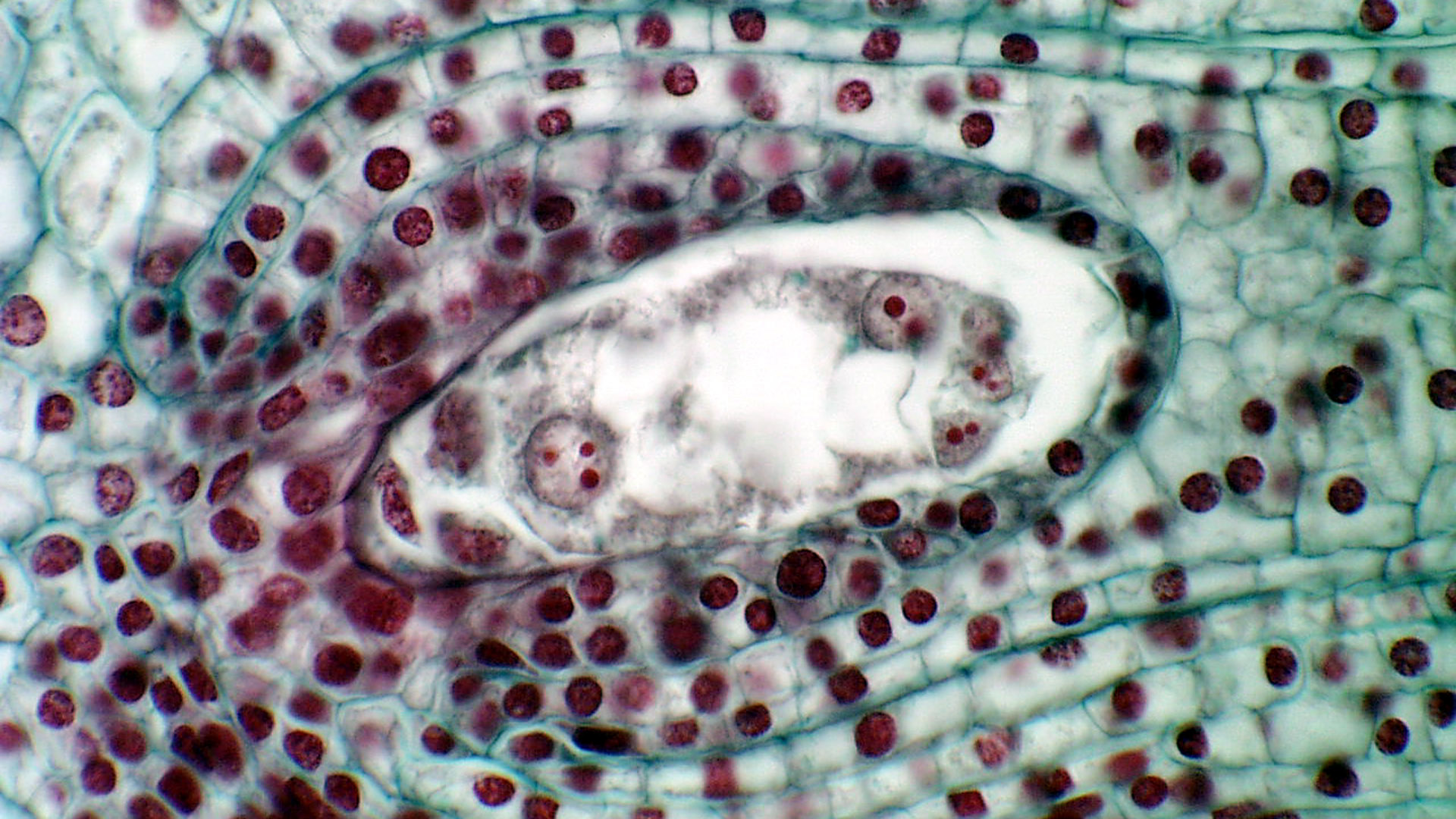 describe the development of embryo sac in angiosperms